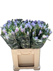 Eustoma Arena Lavender 60cm