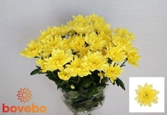 Chrysanth Spray Baltica Yellow 70cm 85gr.