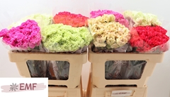 Dianthus Single Gem In Fust 55cm