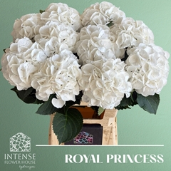 Hydrangea Royal Princess 65cm 16-18cm Hd