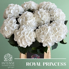 Hydrangea Royal Princess 60cm 14-16cm Hd