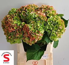Hydrangea Verena Classic 80cm 21-23cm Hd