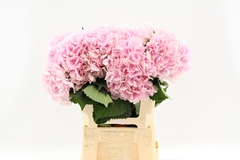Hydrangea Verena 80cm 20-22cm Hd