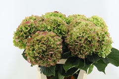 Hydrangea White Verena Classic 60cm 18-20cm Hd