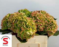 Hydrangea Verena Classic 50cm 16-18cm Hd