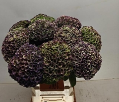 Hydrangea Revolution Classic 65cm 16-18cm Hd