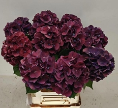 Hydrangea Royal King 60cm 12-14cm Hd