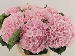 Hydrangea Matcha 60cm 15-17cm Hd