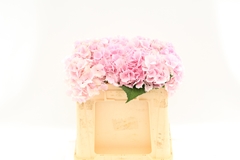 Hydrangea Verena 50cm 18-20cm Hd