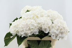 Hydrangea White Verena 80cm 18-20cm Hd