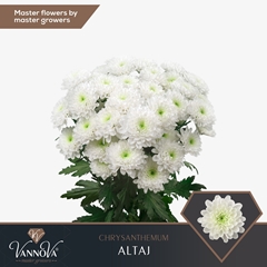 Chrysanth Spray Altaj 70cm 110gr.