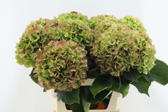 Hydrangea White Verena Classic 60cm 18-20cm Hd