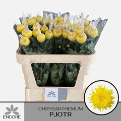 Chrysanth Single Pjotr 70cm 60gr.