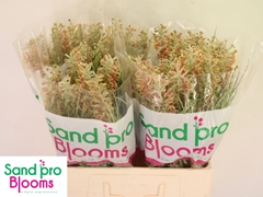 Grevillea Mixed 60cm