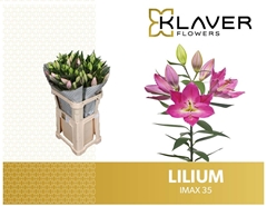 Lily Oriental Imax 80cm 3+