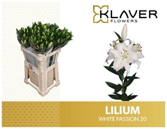 Lily Oriental White Passion 80cm 2+