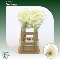 Zantedeschia Captain Ventura 65cm