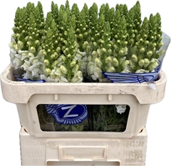 Antirrhinum Potomac Early White 70cm