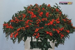 Euphorbia Fulgens Spray Queen Of Orange 80cm 15cm Hd