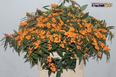 Euphorbia Fulgens Spray Sunstream 80cm 15cm Hd