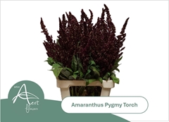 Amaranthus Hypochondriacus Pygmy Torch 70cm