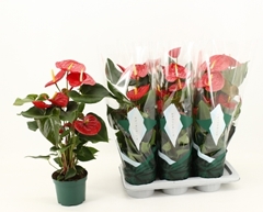 Anthurium Idaho 17Ø 65cm