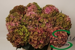 Hydrangea Royal Anastasia Classic 60cm 13-15cm Hd