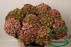 Hydrangea Royal Anastasia Classic 75cm 14-16cm Hd