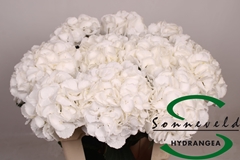 Hydrangea Royal Princess 75cm 14-16cm Hd