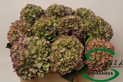 Hydrangea Rodeo Red Classic 50cm 13-15cm Hd