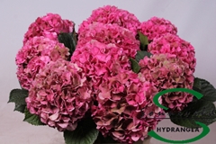 Hydrangea Glowing Alps Classic 60cm 8-10cm Hd