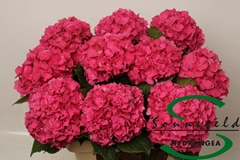Hydrangea Glowing Alps 60cm 13-15cm Hd