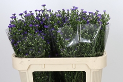 Aster Casamare 70cm 40gr.