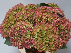 Hydrangea Opal Classic 60cm 18-20cm Hd