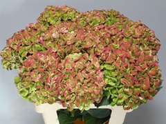 Hydrangea Coral Classic 60cm 16-18cm Hd