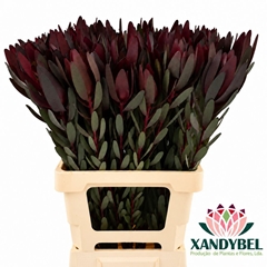 Leucadendron Safari Sunset 70cm