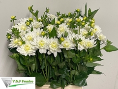 Dahlia Karma Maarten Zwaan 65cm