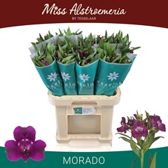Alstroemeria Morado 70cm 35gr.