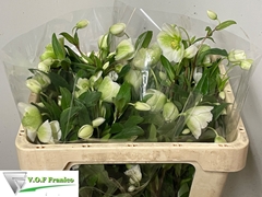 Helleborus Magnificent Bells 45cm