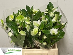 Helleborus Magnificent Bells 40cm