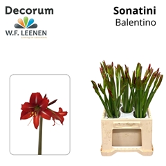 Hippeastrum Sonatini Balentino 45cm