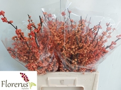 Ilex Verticillata Winter Gold 60cm