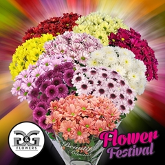 Chrysanth Spray Mix 70cm 85gr.