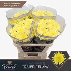 Chrysanth Single Topspin Yellow 70cm 80gr.