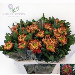 Chrysanth Single Hanenburg 75cm 100gr.