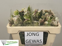 Helleborus Magnificent Bells 50cm
