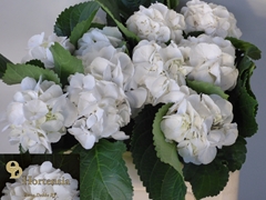 Hydrangea Schneeball 50cm 12-14cm Hd