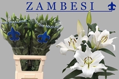 Lily Oriental Zambesi 100cm 6+