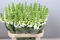 Antirrhinum Opus White 80cm
