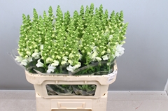Antirrhinum Avignon White 75cm